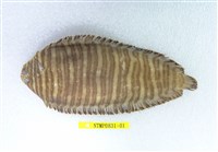 藏品(日本條鰨)的圖片